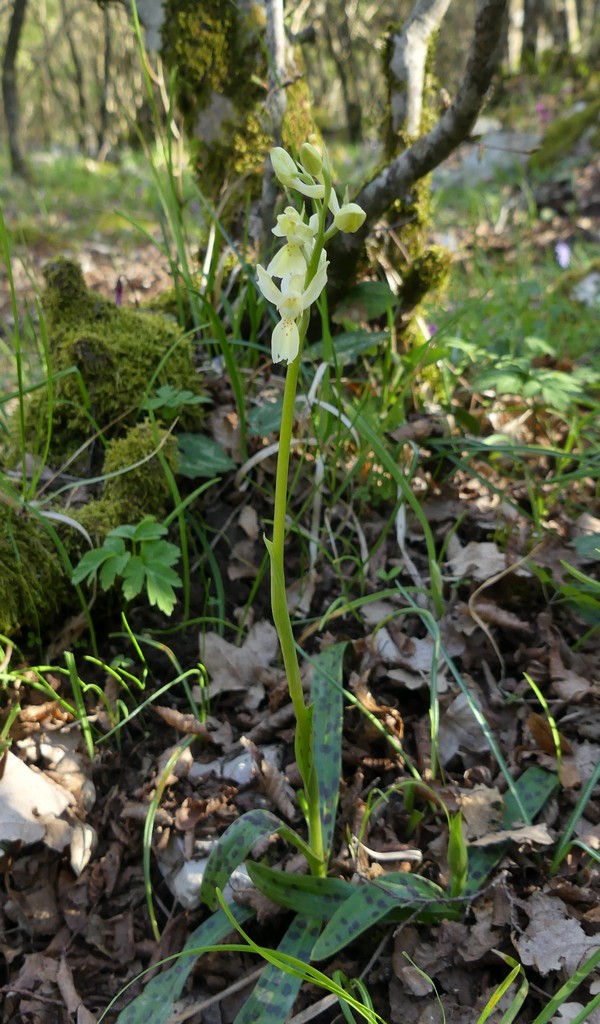 O.pauciflora, O.provincialis, O.quadripunctata, O.xcolemanii, 4 belle Orchis.